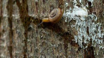 Garden snail crawling, macro video