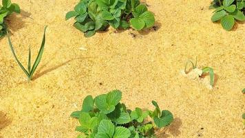 un jardín con arbustos de fresas preparado para el invierno en un jardín con aserrín. un método natural de aislar el suelo antes de la hibernación. video