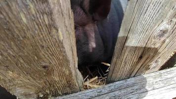 o porco preto enfiou o nariz pela cerca. video