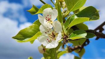 une branche d'une poire en fleurs sur un fond de ciel bleu video