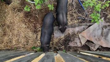 lindo cerdito negro. vista desde arriba. un curioso cerdo mascota. video