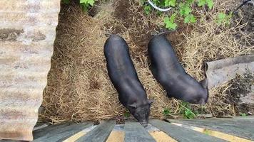 Cute little black pig. A curious pet pig. View from above. video