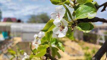 bloeiende peer in de tuin video