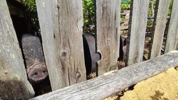 les porcelets noirs jettent un coup d'œil derrière la clôture video