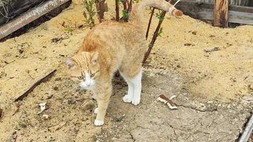 un chat roux se promène dans le jardin video