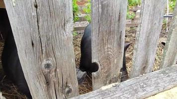 lindo cerdito negro. gracioso lechón negro en la granja mira curiosamente a la cámara. un curioso cerdo mascota. video