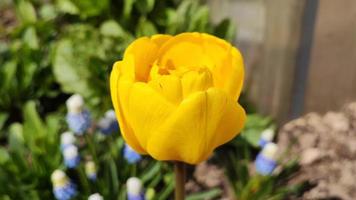 A yellow tulip grows in a flower bed in the garden video