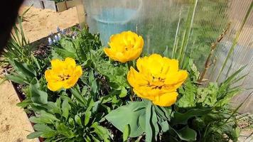 Yellow beautiful tulips grow on a flower bed in the garden video