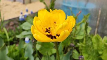 Yellow tulip grows on a flower bed in the garden video