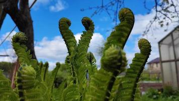 Young fern branches in the garden in early spring video