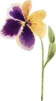 violet flower illustration watercolor vector