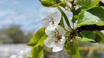 fiore di pero in un giardino con alberi da frutto video