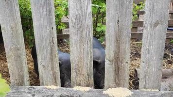 süße kleine ferkel, die in der voliere auf dem bauernhof spazieren gehen video