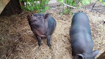 Piglets on a walk in a rural farmstead video