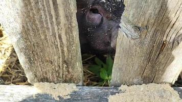 Funny Animals Stock Video Footage for Free Download Funny Animals Stock Video Footage for Free Download