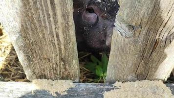 süße Ferkel auf einem Spaziergang. lustige Tiere. video