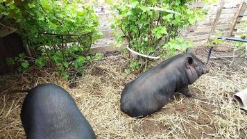 porcos andam ao ar livre em uma fazenda em casa video