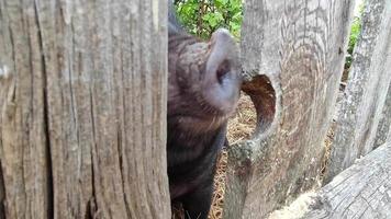 Curious piglets peek over the fence video