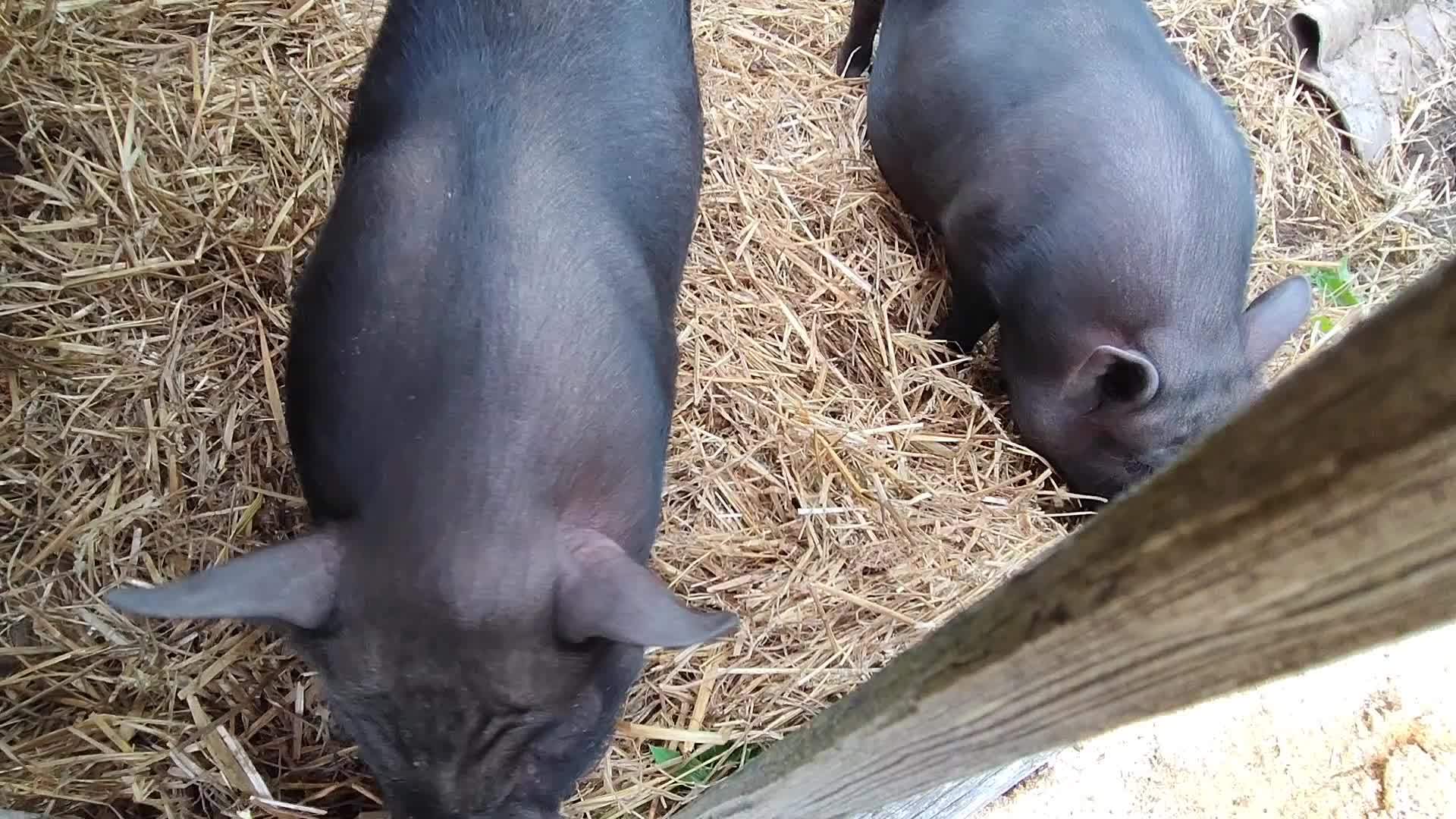 Two homemade black pigs 7941894 Stock Video at Vecteezy