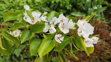 une fourmi rampe à travers les fleurs de poirier video