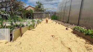 en rödhårig katt går mellan åsarna i trädgården video