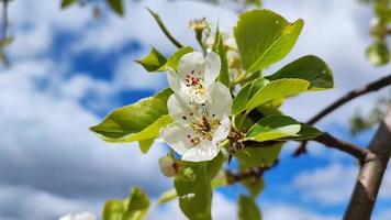 A flower on a pear tree against the sky. video