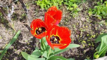Red tulips grow in a flower bed in the garden video