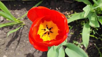 uma tulipa vermelha cresce em um canteiro de flores no jardim video