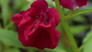 flor roja en el jardin video