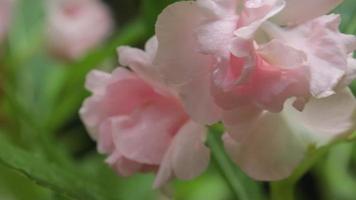 roze bloem in de tuin video