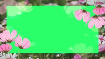 Animation rosa Blume blühender Rahmen auf grünem Hintergrund.