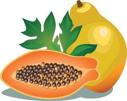 ilustración vectorial de frutos maduros de papaya, enteros y partidos a la mitad, aislados en fondo blanco vector