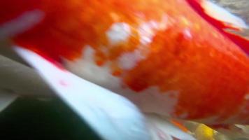 Underwater Koi fish in pond eating. video