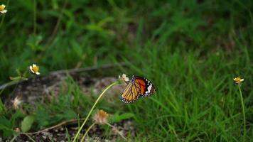 Monarchfalter auf Blume video