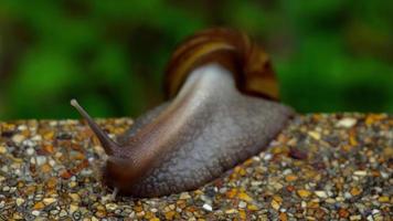 Garden snail crawling on pavement video