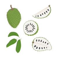 Set of hand drawn exotic soursop fruit in different forms. Vector illustration of tropical fruit