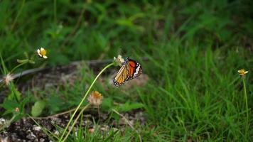 mariposa monarca en flor video