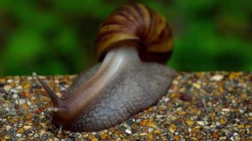 Garden snail crawling on pavement video