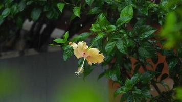 fleur d'hibiscus crème sous la pluie