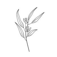 Eucaliptus branch line art drawing. Vector outline illustration with leaves isolated on white. Botanical plant