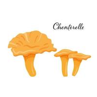 Two Chenterelle Mushrooms . Flat cartoon vector illustration isolated on white. Natural forest product.