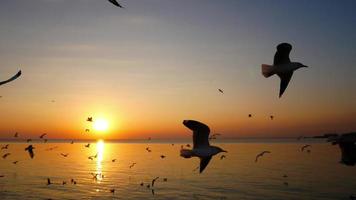 las gaviotas vuelan maravillosamente y la puesta de sol. video