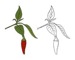 Chili pepper hand drawing doodling style, color and outline. Isolated. White background. Vector