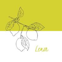 Lemon branch with leaves and fruits, hand-drawing doodling, background backdrop template label flyer. Vector