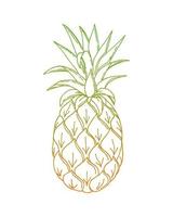 Pineapple doodling, ananas, color orang green gradient contour hand drawing, on a white background, isolated. Vector