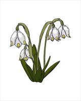 Spring flower Leocojum Galanthus color hand drawing sketch, doodling style, isolated on white background. Vector