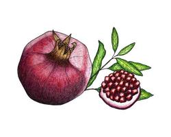 Pomegranate fruit pencil drawing, a slice with grains, a branch with leaves. On white background. Vector