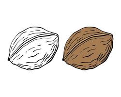 Walnut drawing hand contour, isolated, white background. vector
