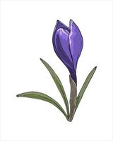 Spring flower Crocus violet color hand drawing sketch, doodling style, isolated on white background. Vector illustration