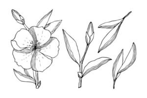 Set of flowers leaves bud twig in the style of doodling, stylized, black contour hand drawing, isolated, on a white background. Vector